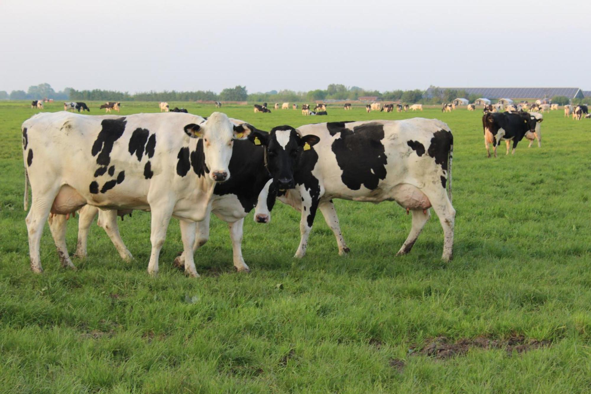Boerderij Camping Nixhoeve Genderen Zewnętrze zdjęcie